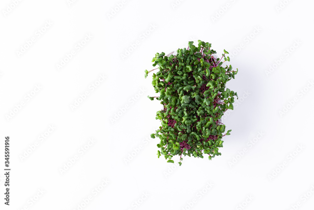 Obraz premium Radish tea rose sprouts in tray on a white background. top view