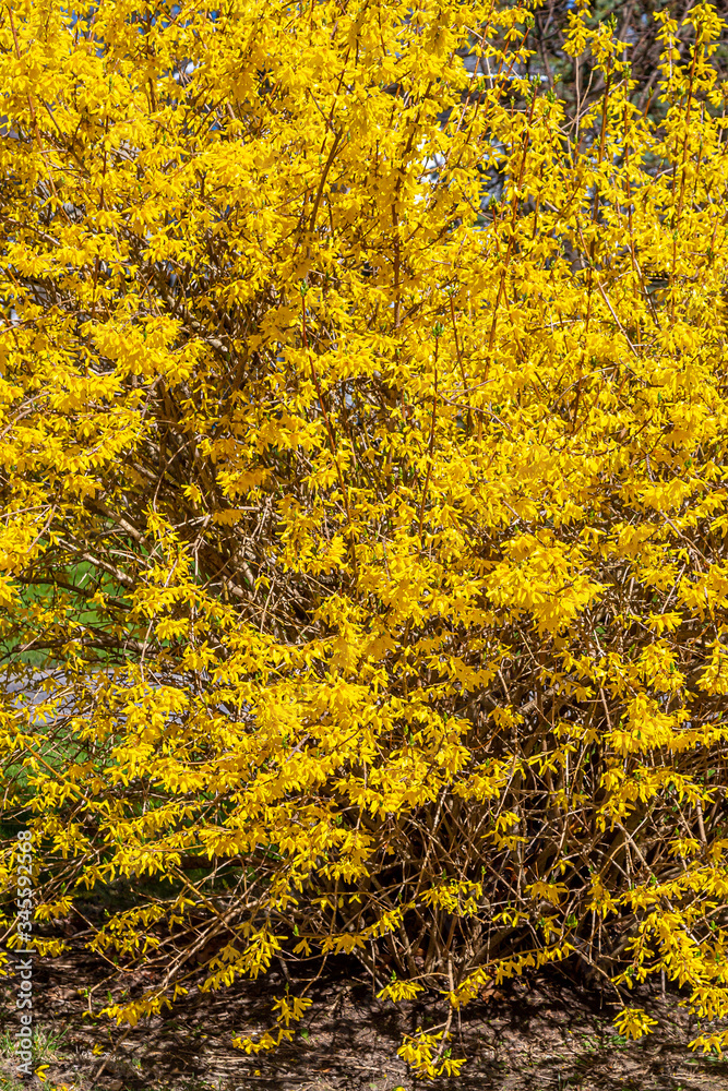 Forsythia Bush Forsythia Bush