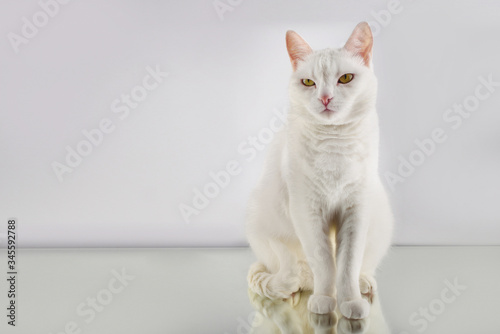 Unhappy beautiful cute white cat with yellow eyes on a white background. Copy space, portrait, banner.