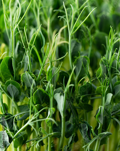 Pea sprouts close-up. Micro green superfood.