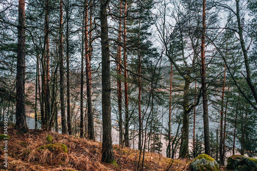 Fototapeta premium trees in the forest
