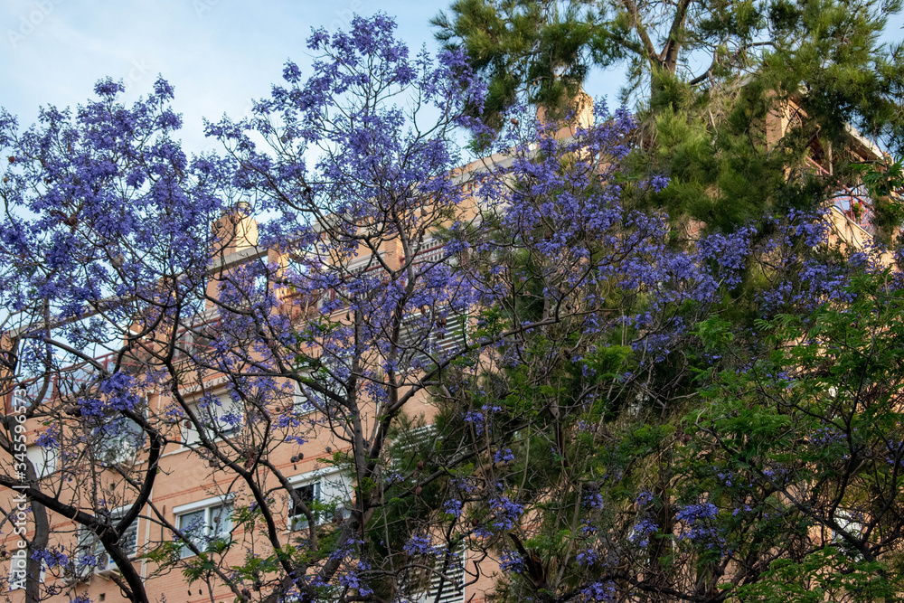 Spring,tree with purple flowers, pine and home Spring,tree with purple flowers, pine and home