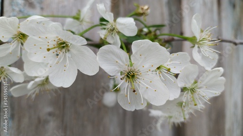 Φωτογραφία spring cherry blossoms in the garden