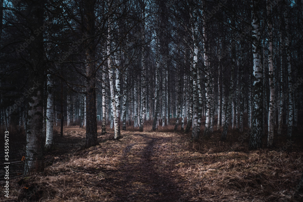 Naklejka premium Dark winter forest 