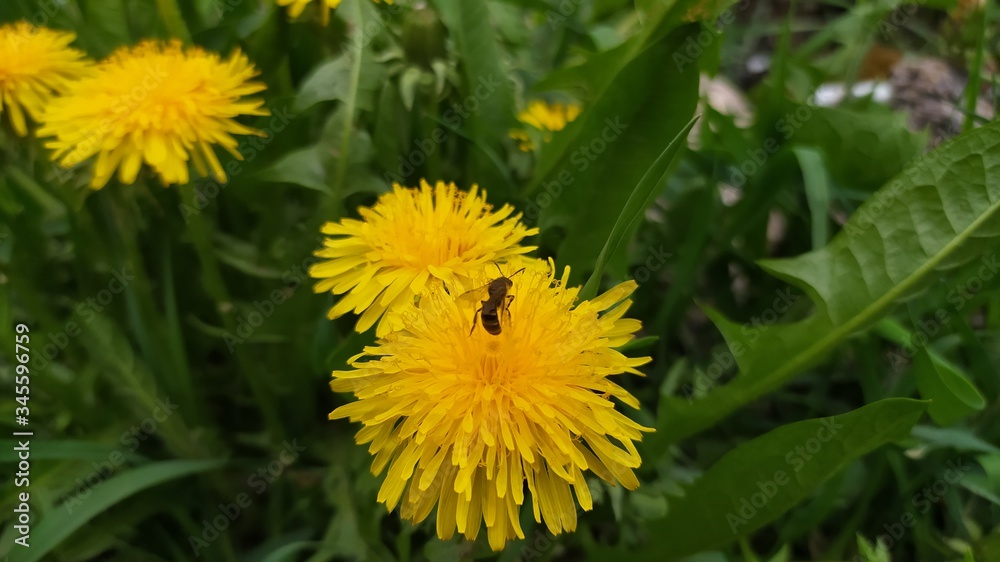 yellow dandelion flowers in the garden
yellow dandelion flowers in the garden