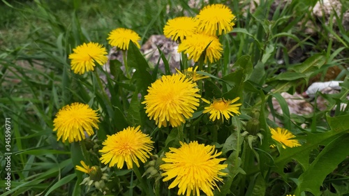 yellow dandelion flowers in the garden
