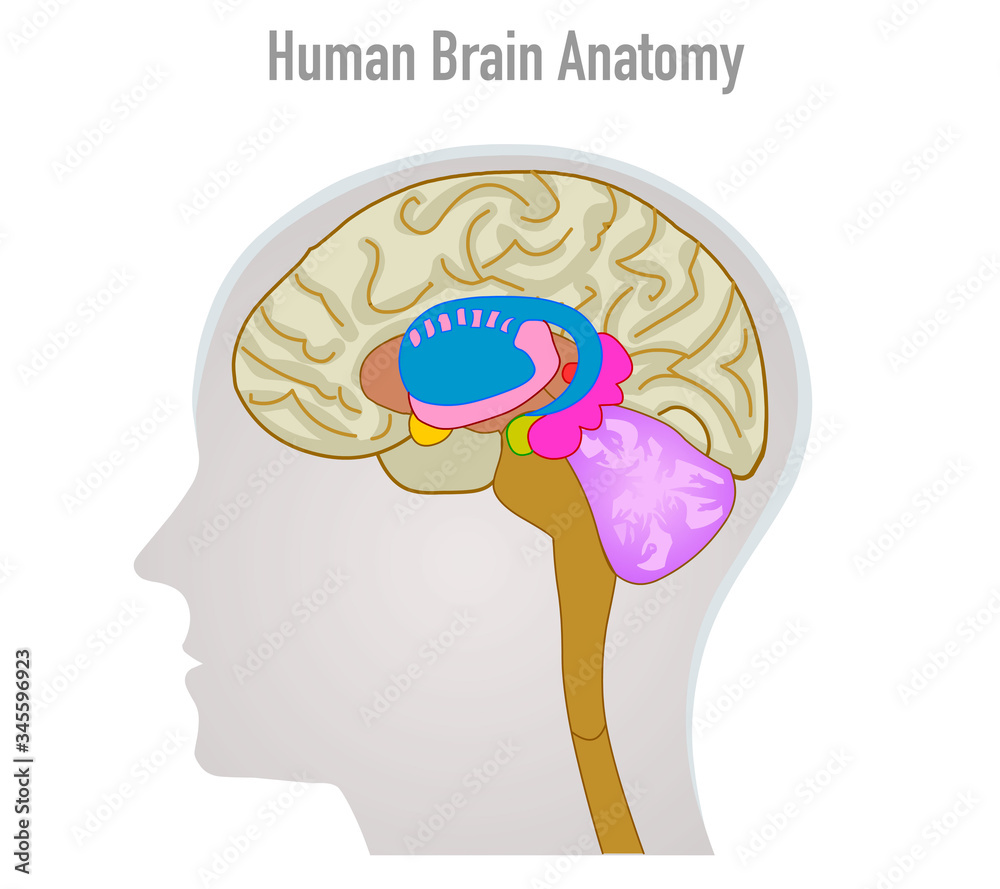 Human brain anatomy. Head organ parts, cerebellum, pineal, pituitary