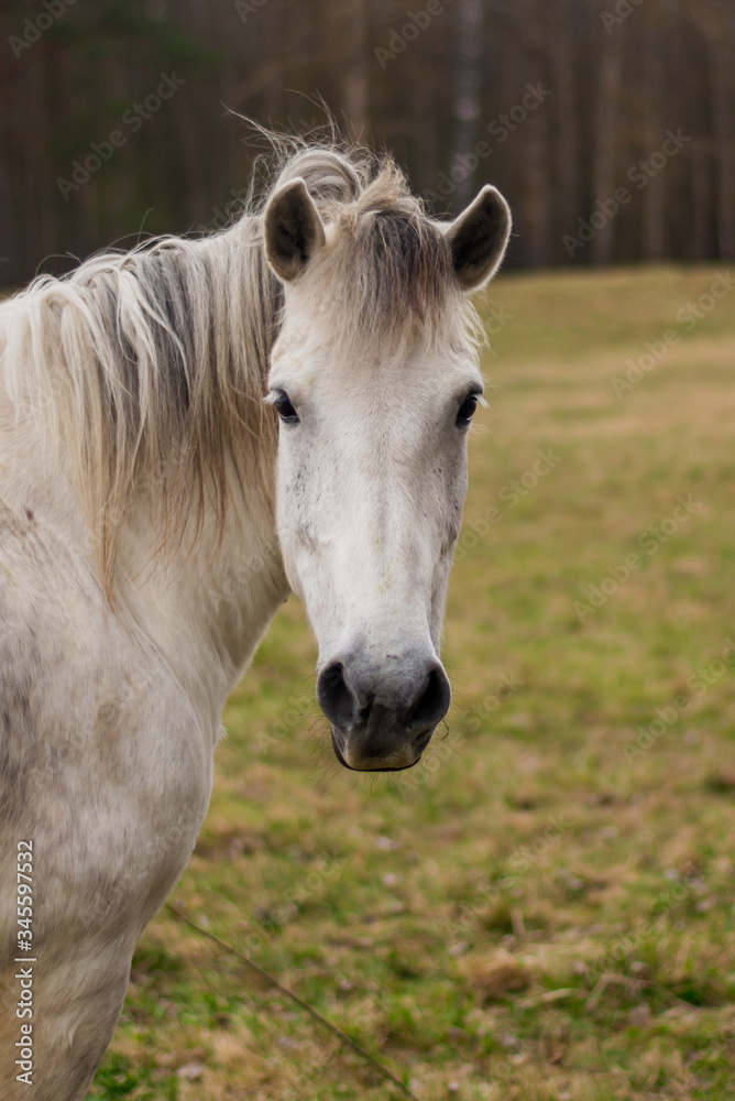 Portrait of a beautifil white horse Portrait of a beautifil white horse