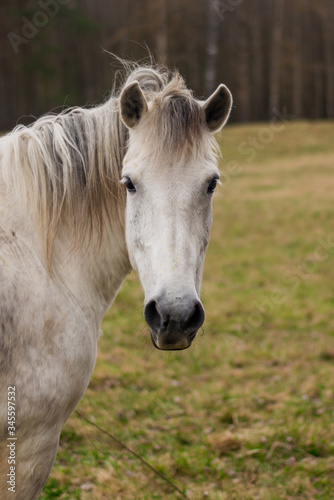 Portrait of a beautifil white horse © s72677466