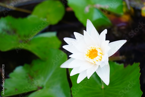 White lotus bud Bloom on the water surface Backdrop in green