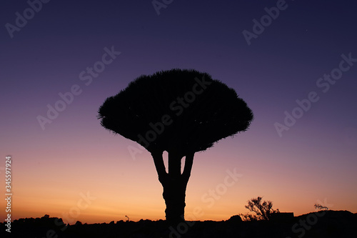 Dragon's Blood Tree in the golden hour of the morning, Scotra island, Yemen.