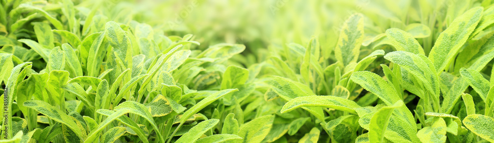 Fresh green young leaves in the spring. Texture background for design. Fresh green young leaves in the spring. Texture background for design.