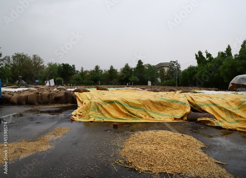 3 may 2020 sirsa\haryana\india.wheat crop kept in cereal market all spoiled due to rain photo