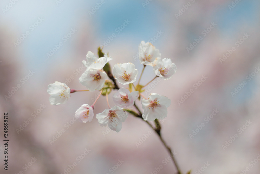 Spring blossom flowers with bokeh background Spring blossom flowers with bokeh background
