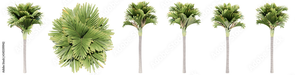 Set or collection of green palm trees isolated on white background. Concept or conceptual 3d illustration for nature, ecology and conservation, strength and endurance, force and life Set or collection of green palm trees isolated on white background. Concept or conceptual 3d illustration for nature, ecology and conservation, strength and endurance, force and life
