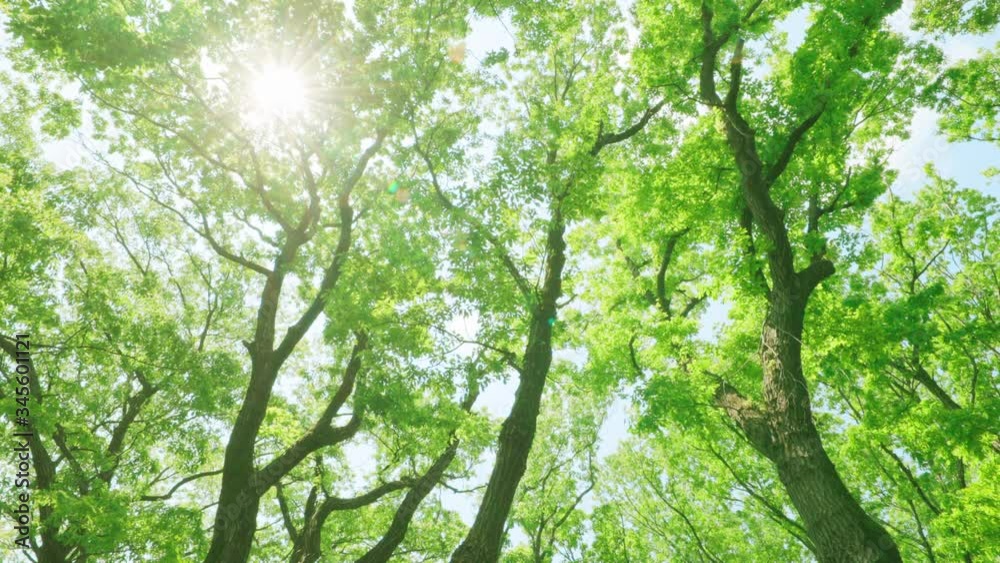 瑞々しい新緑の木 瑞々しい新緑の木