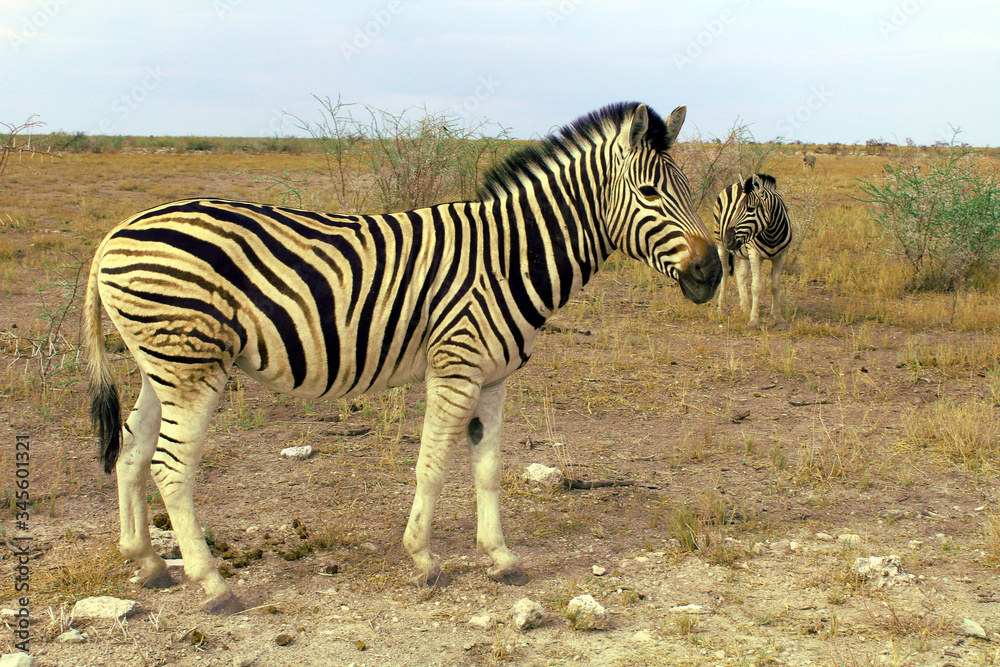 Fototapeta premium Zebra im Etosha Nationalpark
