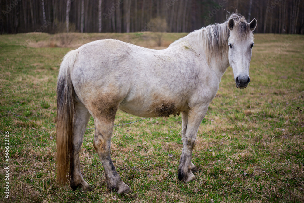 Portrait of a beautifil white horse Portrait of a beautifil white horse
