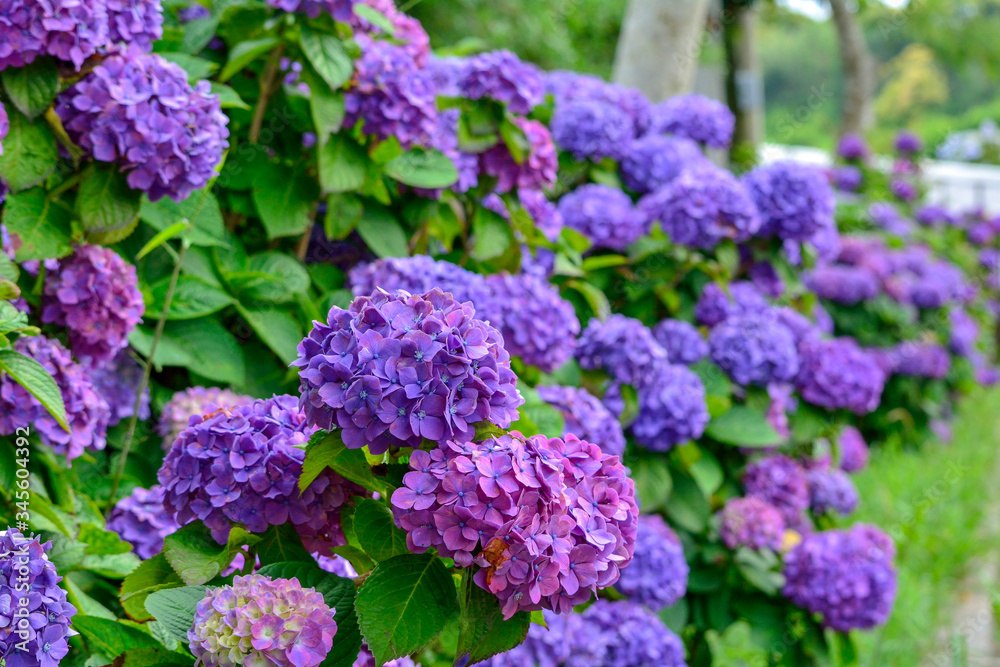 紫陽花 紫陽花
