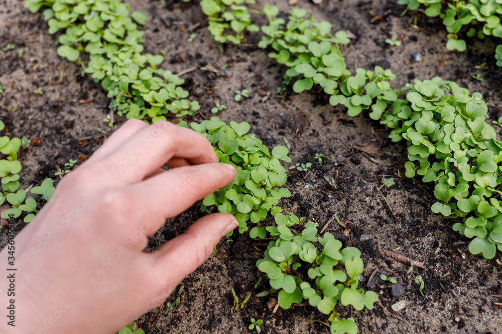 radish leaves in a greenhouse on the garden bed with hand radish leaves in a greenhouse on the garden bed with hand