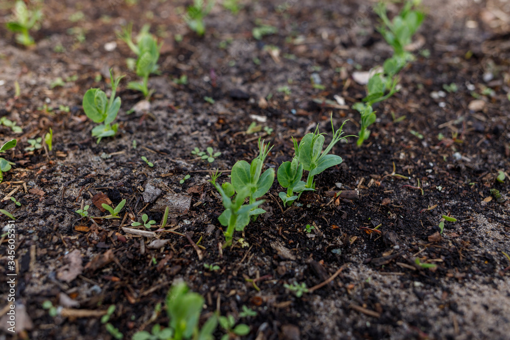 pea sprouts on the ground in a greenhouse pea sprouts on the ground in a greenhouse