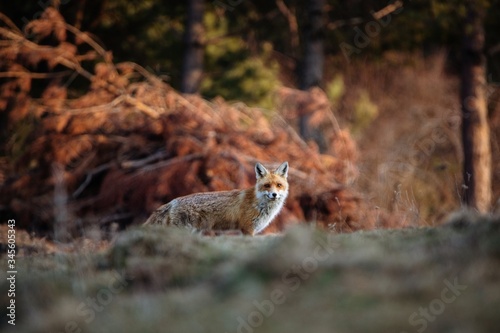 Red fox looking at the came...