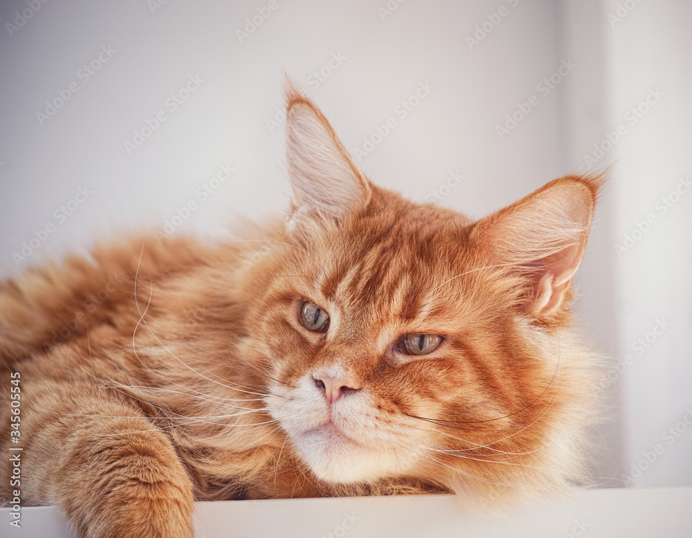 Red maine coon cat laying on a table