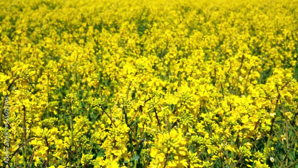 Yellow rapeseed flowers and sky with clouds above them. Yellow rapeseed flowers and sky with clouds above them.