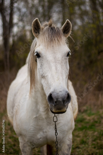 Portrait of a beautifil white horse © s72677466