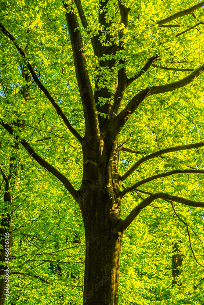 Lush spring forest greenery. Bottom view of decidious tree illuminate by sun Lush spring forest greenery. Bottom view of decidious tree illuminate by sun