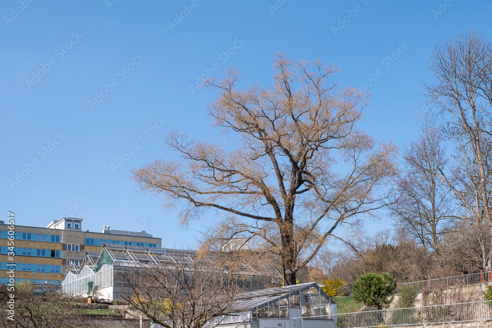 Sophora japonica Habitus unbelaubt Sophora japonica Habitus unbelaubt
