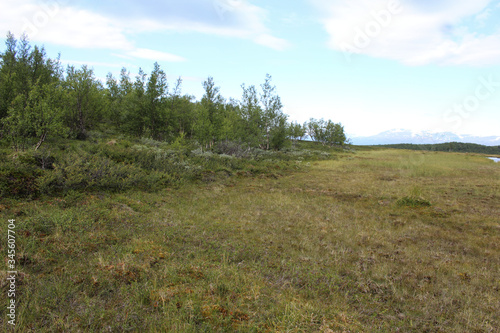 Mountain wetland in arctic tundra in abisko national park, northern Sweden