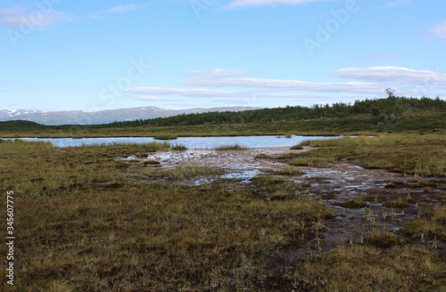 Mountain wetland in arctic tundra in abisko national park, northern Sweden