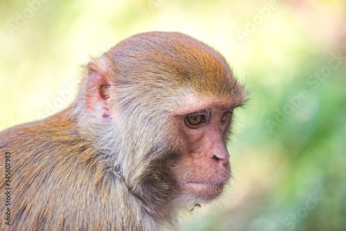 Rhesus macaque at Swayambhunath Buddhist Temple Center, Kathmandu
