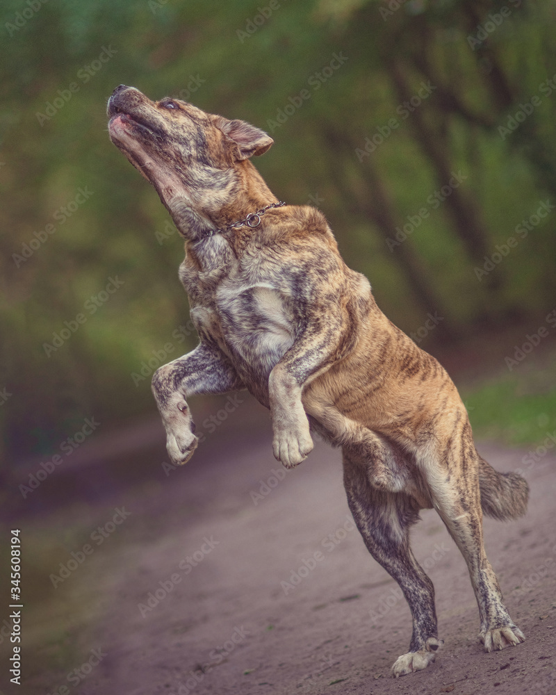 excited Spanish mastiff standing on hind paws excited Spanish mastiff standing on hind paws