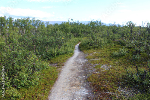 Hikers trail through forest in abisko national park, northern sweden © Michael Meijer