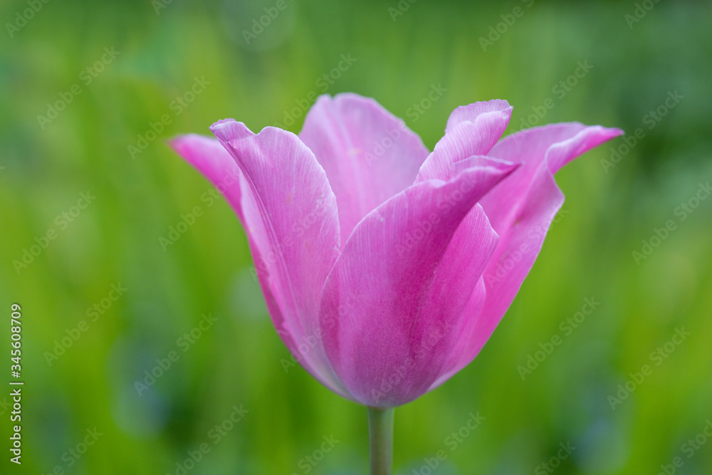 Pink tulip in flower with clean green background, England, UK Pink tulip in flower with clean green background, England, UK