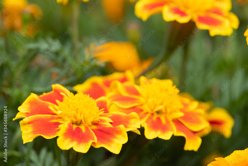 beautiful marigolds flowers bloom in the garden nature background. (Tagetes erecta, Mexican marigold, African marigold) beautiful marigolds flowers bloom in the garden nature background. (Tagetes erecta, Mexican marigold, African marigold)