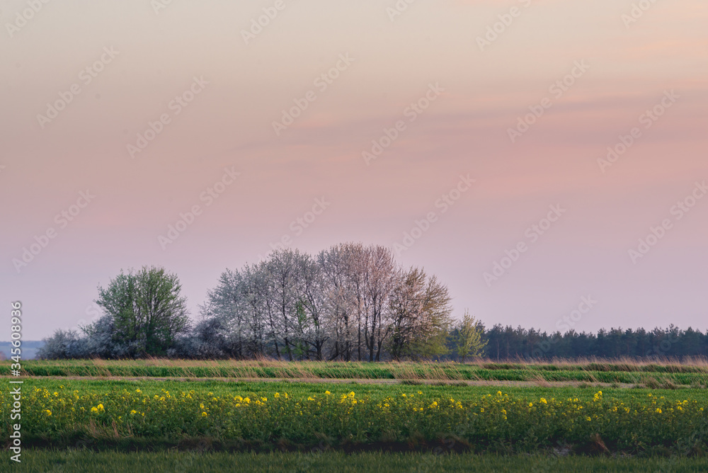 spring landscape with a field
