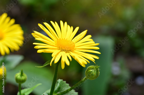 Close-up of Doronicum orientale or leopard s bane with bright yellow flowers. Decorative flowering plant in the garden.