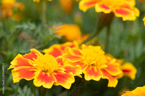 beautiful marigolds flowers bloom in the garden nature background. (Tagetes erecta, Mexican marigold, African marigold)