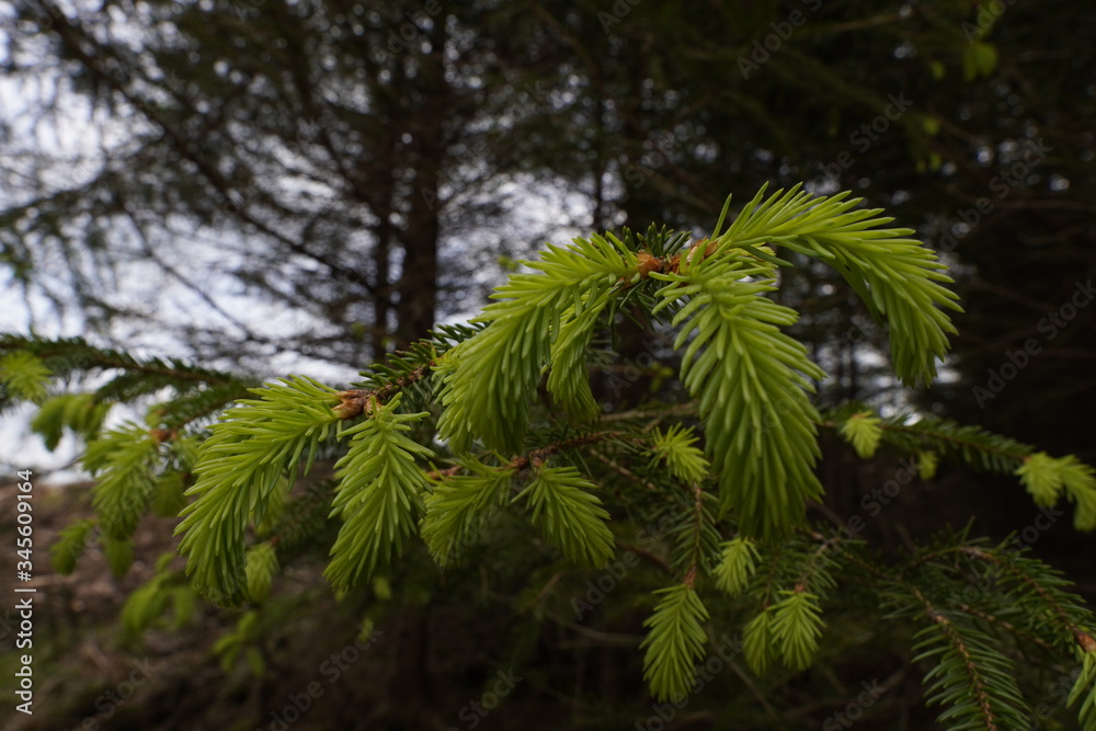 Fototapeta premium Frische Tannennadeln