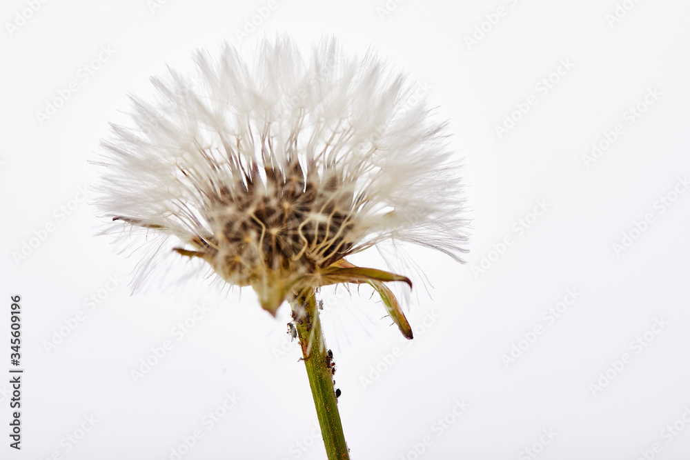 Close-up dandelion tranquil abstract background. Isolated on white