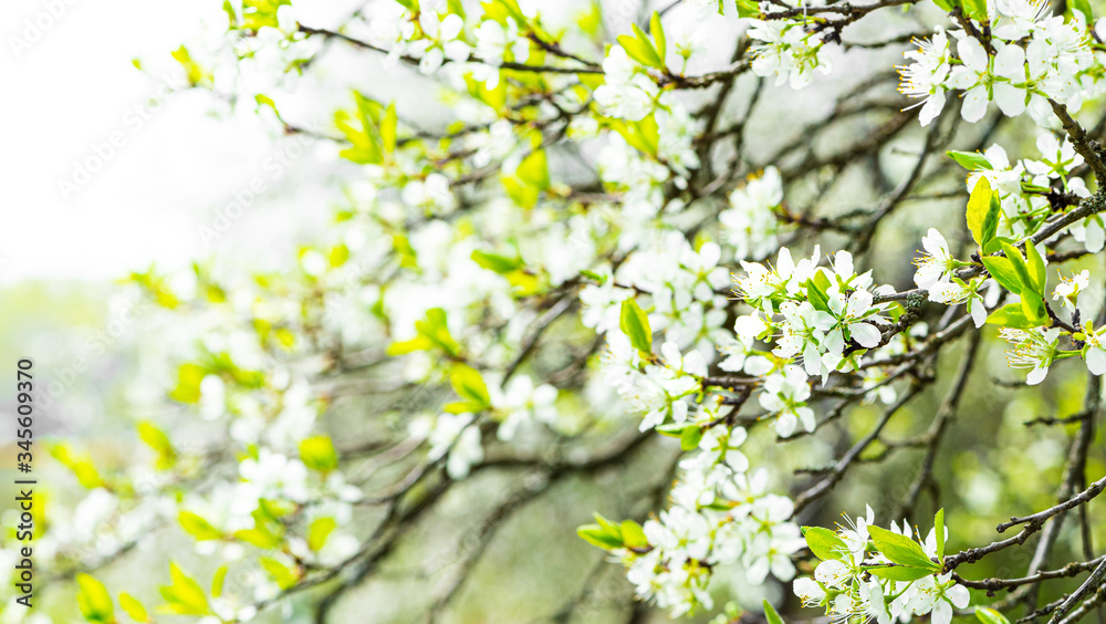Spring bloom background. Branches of a blossoming plum tree with soft focus on a background of the sunny sky. Spring time. Beautiful natural scene with a flowering tree. Spring flowers.