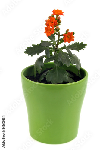 Kalanchoe de Blossfeld dans un pot de fleurs sur fond blanc photo