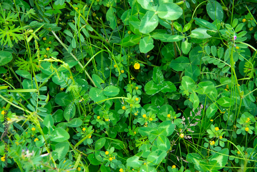 custom made wallpaper toronto digital葉