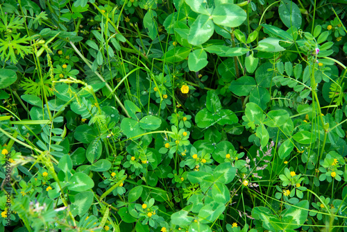 Wallpaper Mural 葉 Torontodigital.ca