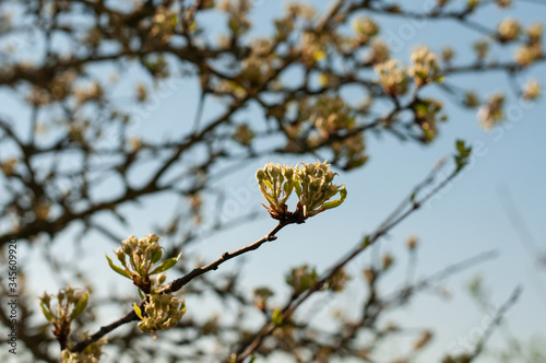 buds at an apple tree in springtime