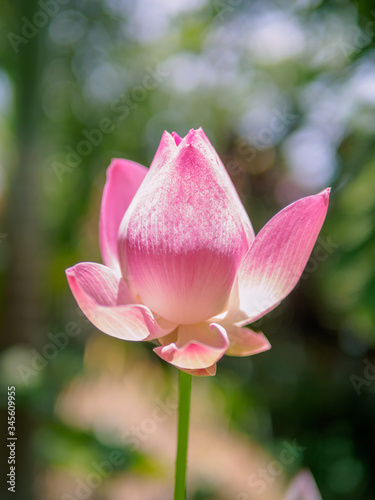 The pink lotus that is above the water in the pond