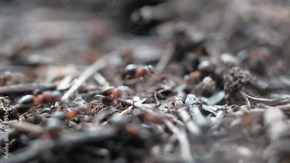 Formicinae forest ants work in an anthill. close-up. many individuals. 4k Formicinae forest ants work in an anthill. close-up. many individuals. 4k